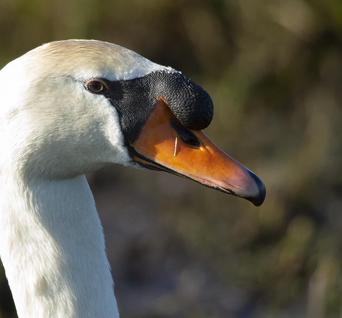 Knobbelzwaan010419