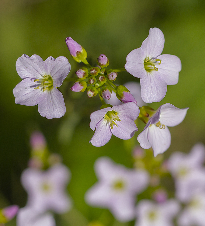 Pinksterbloemen100419