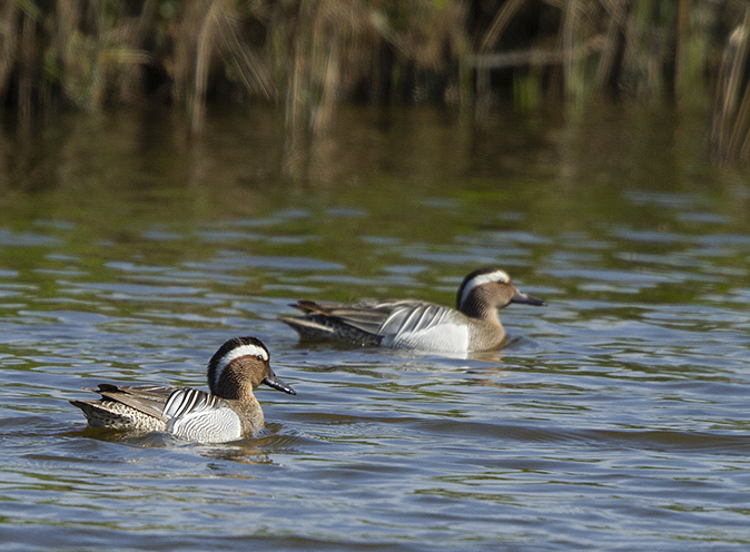 Zomertalingen050419