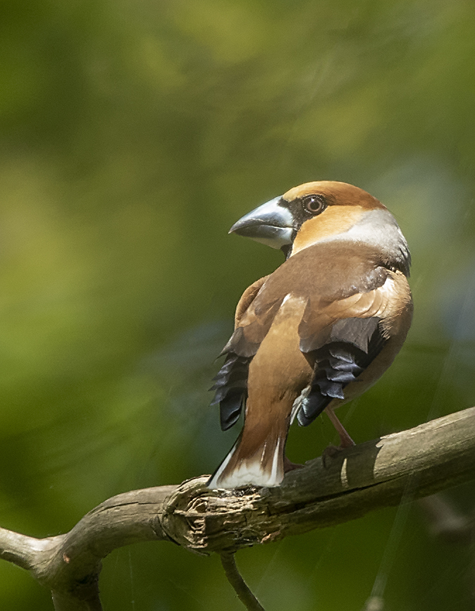 Appelvink140519