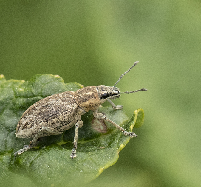 Bietensnuitkever180519