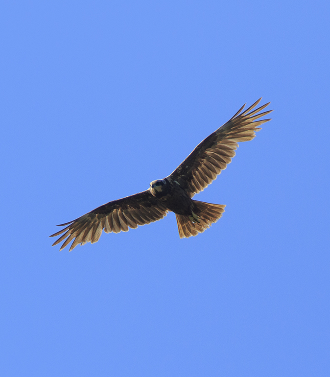Bruinekiekendief310520