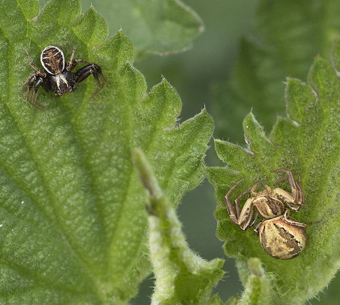 Gewonekrabspinnen260419