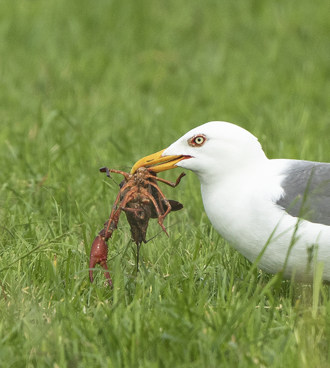 Kleinemantelmeeuw_rivierkreeft260519A