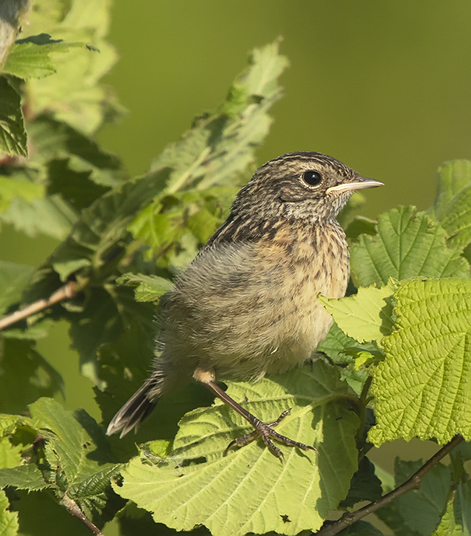 Roodborsttapuit180519