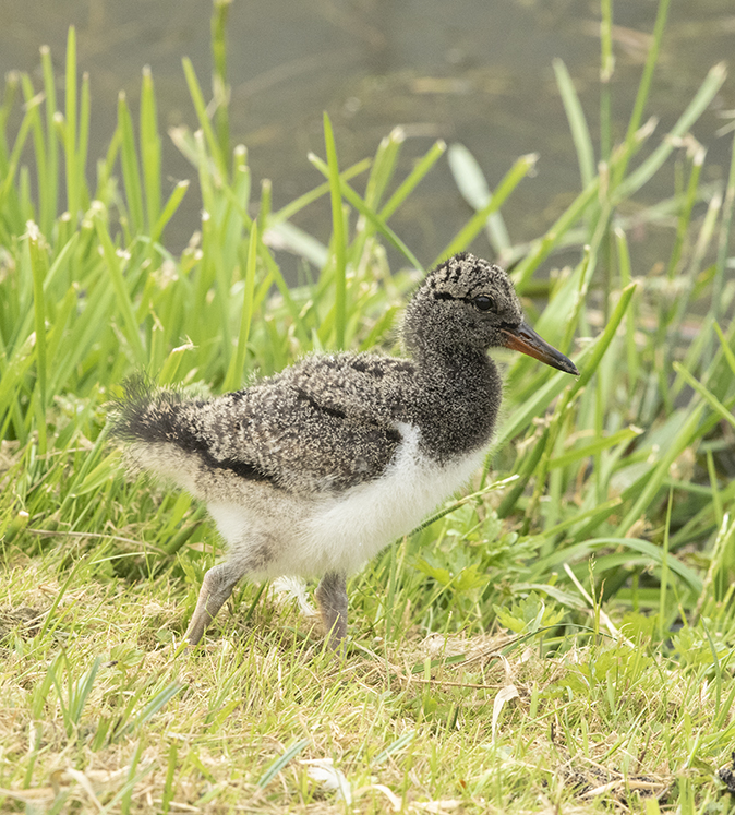 Scholekster260519