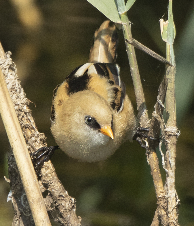 Baardmannetje170719