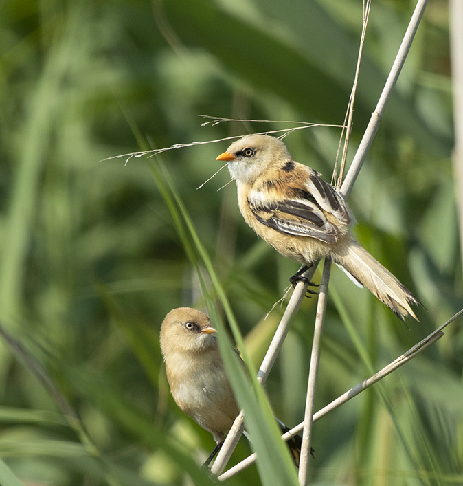 Baardmannetjes170719A