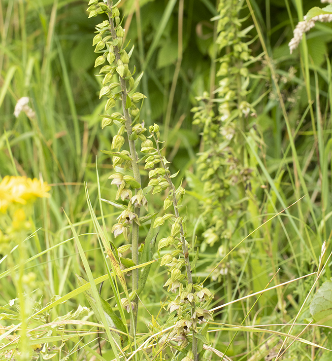 Bredewespenorchis160719