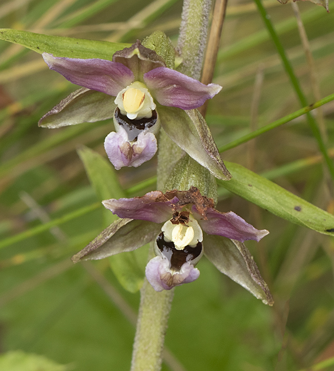 Bredewespenorchis160719A