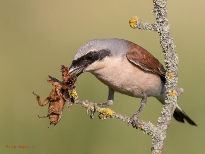 Grauweklauwier260619ID