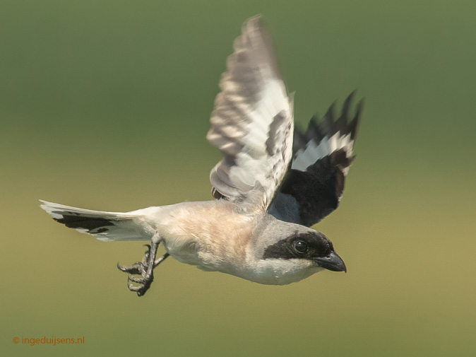 Kleineklapekster250619ID