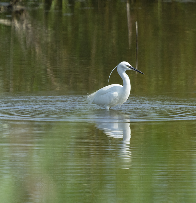 Kleinezilverreiger170719A