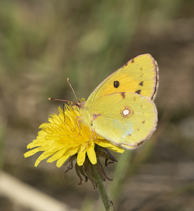 Oranjeluzernevlinder290719