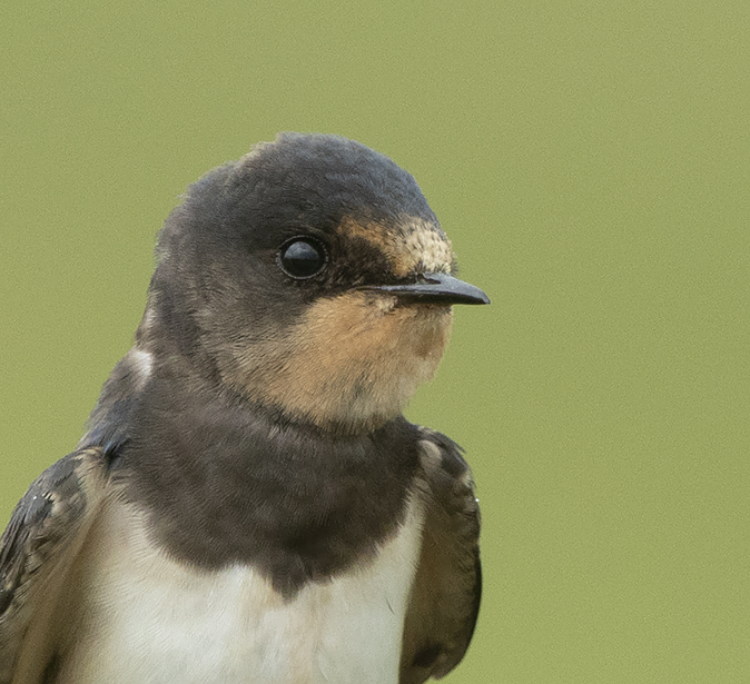 Boerenzwaluw090819