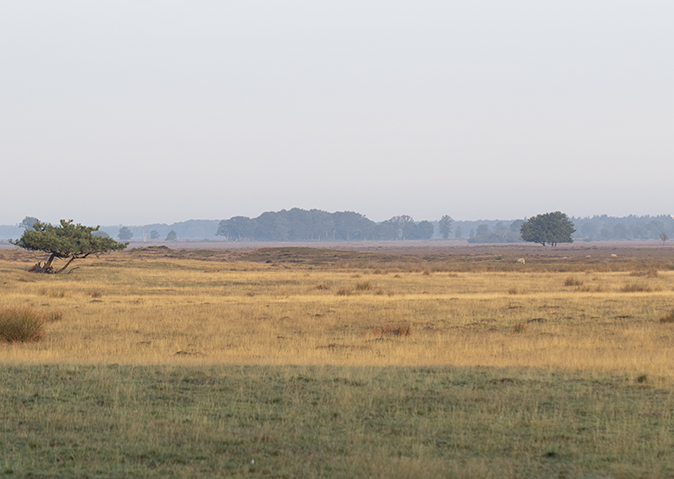 Dwingelderveld260819_Noordenveld