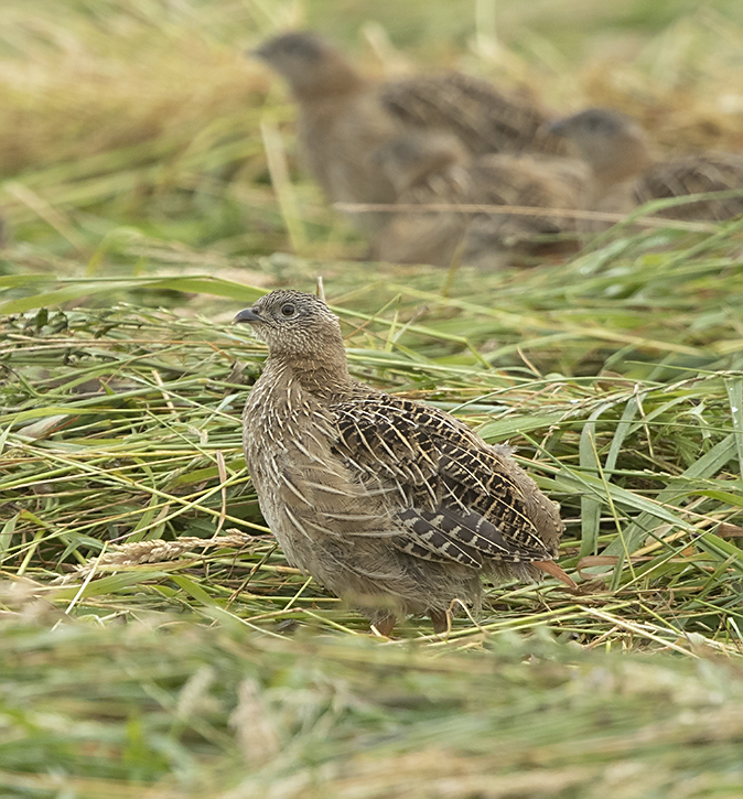 Patrijzen020819