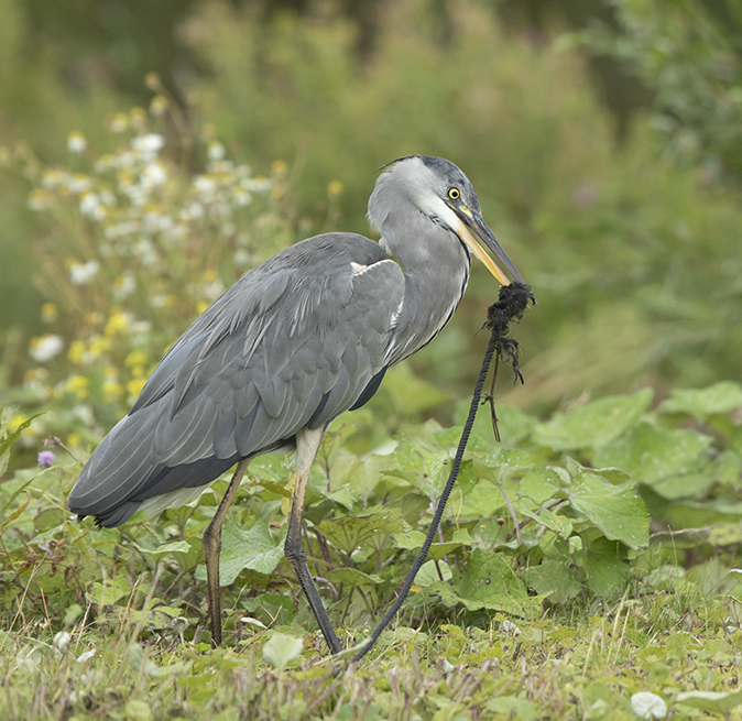 Blauwereiger030919A