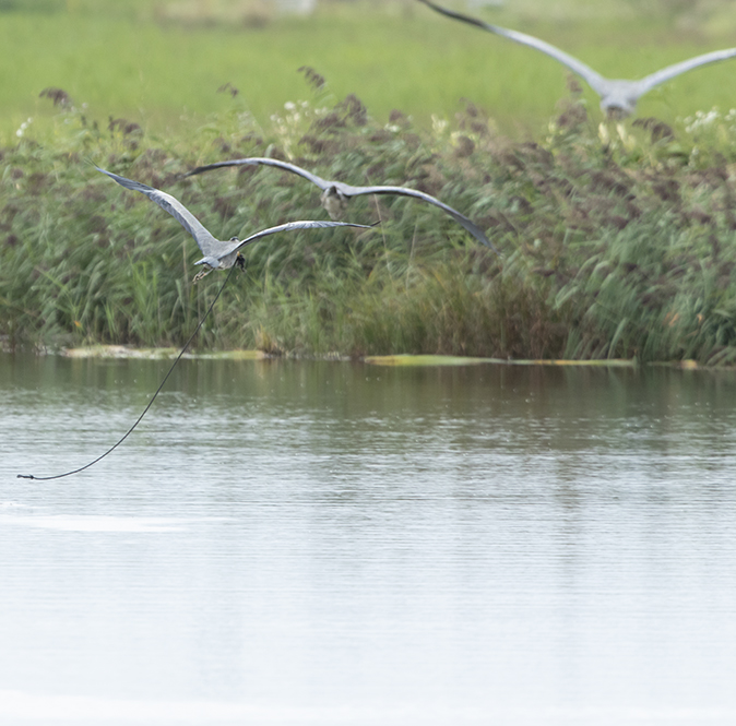 Blauwereiger030919D