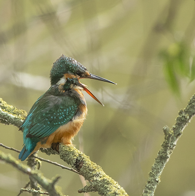 IJsvogel060919C