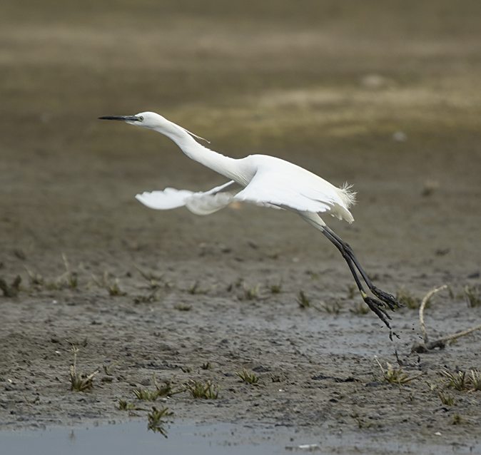 Kleinezilverreiger310719A