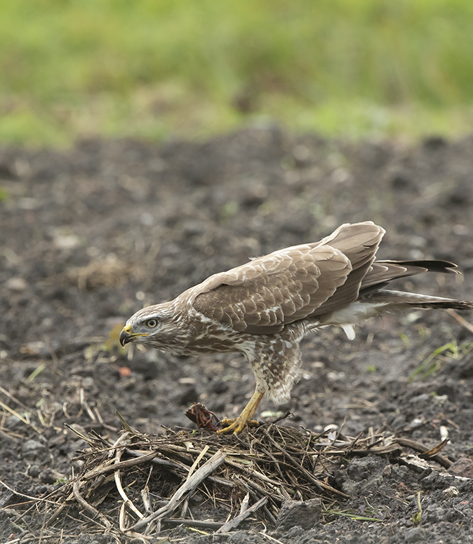 Buizerd011019