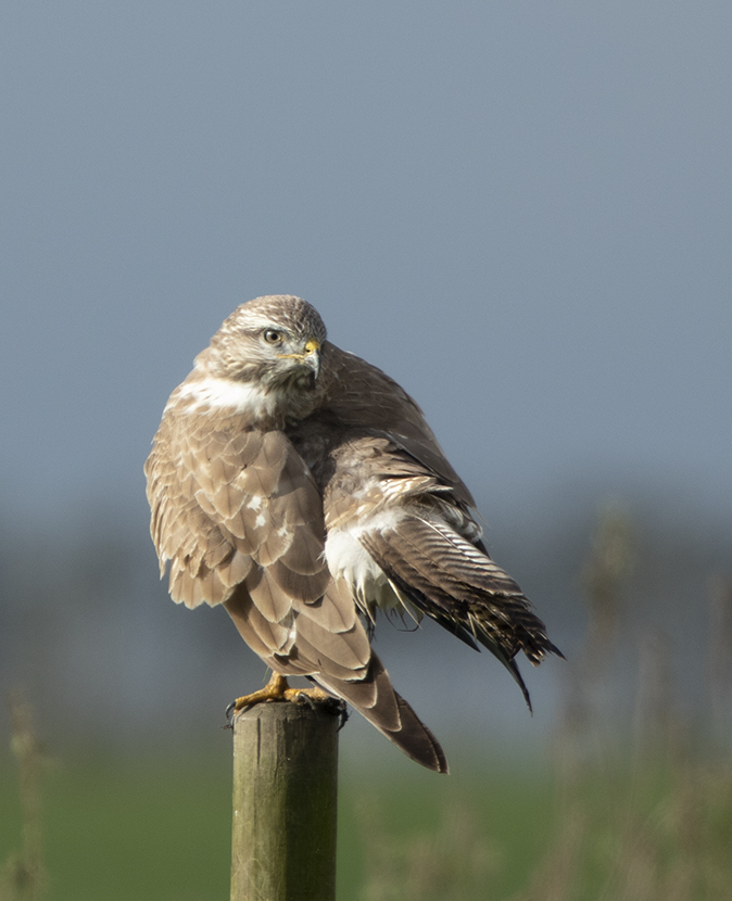 Buizerd221019B