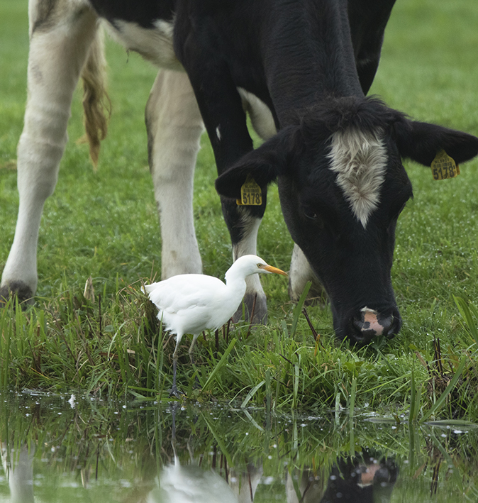 Koereiger141019