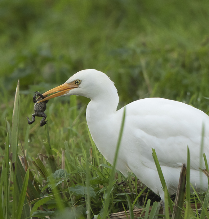 Koereiger141019A