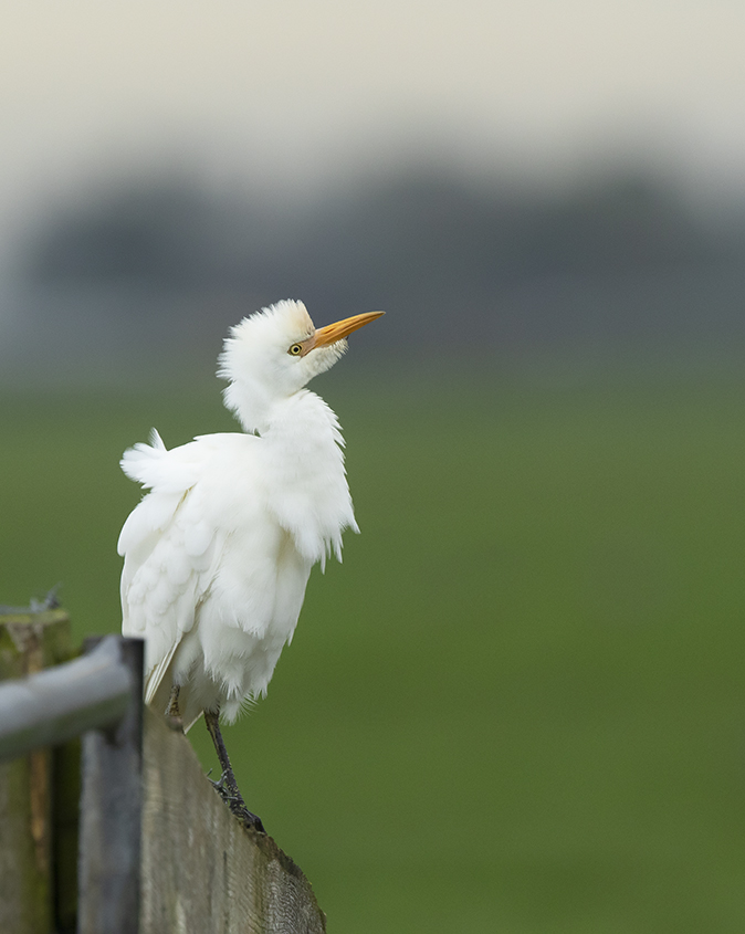 Koereiger141019B