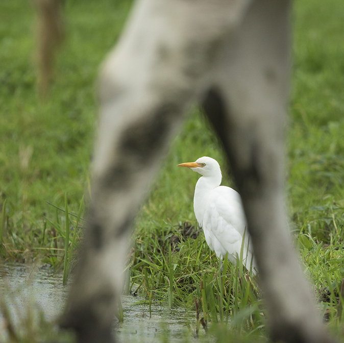 Koereiger141019C