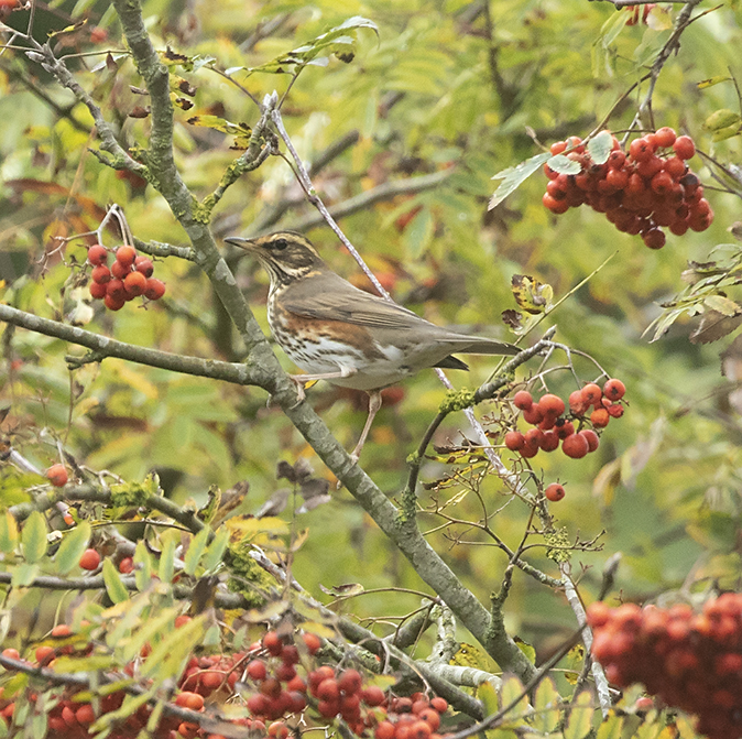 Koperwiek081019