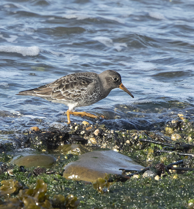 Paarsestrandloper241019