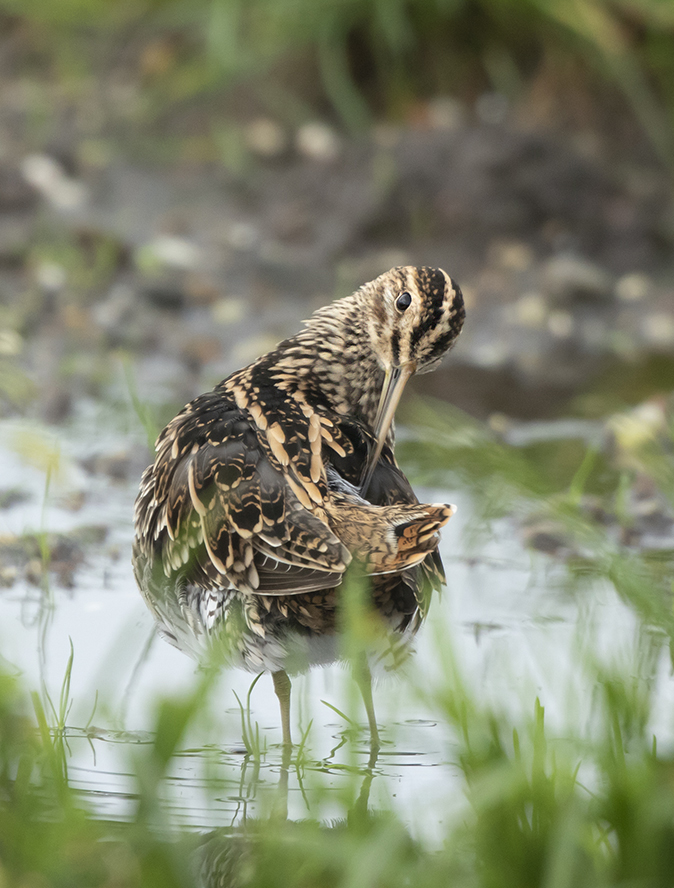 Watersnip271019B