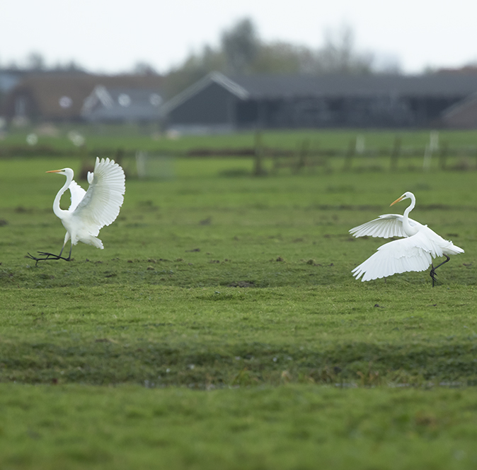 Grotezilverreigers131119B