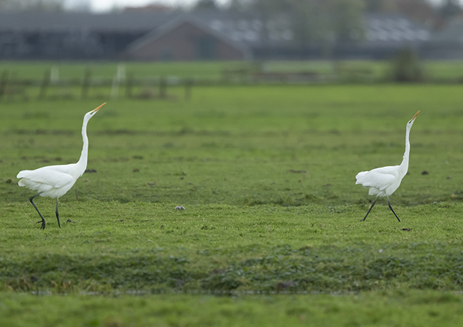 Grotezilverreigers131119E