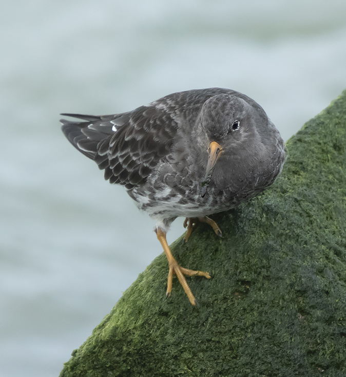 Paarsestrandloper051119