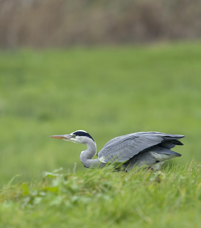 Blauwereiger211119