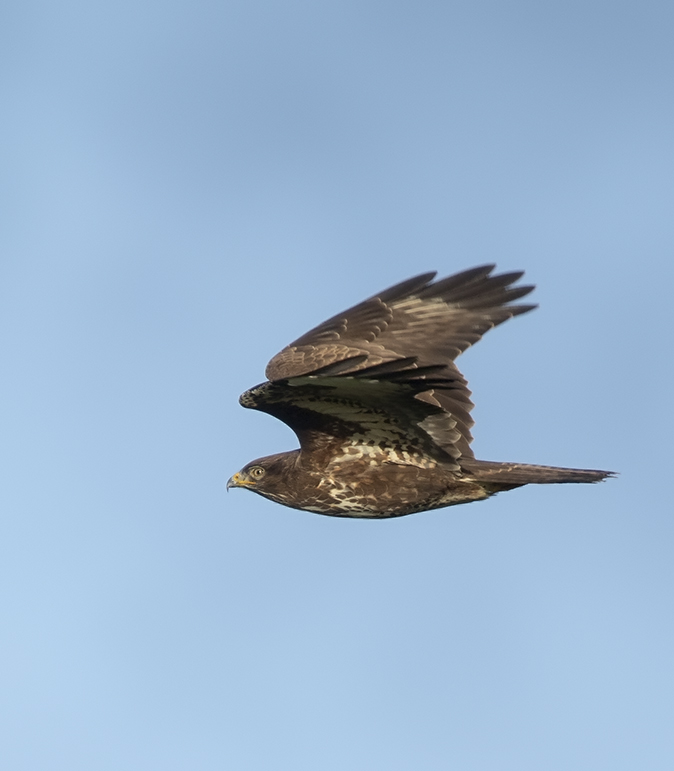 Buizerd141219A