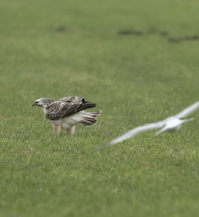 Buizerd151219