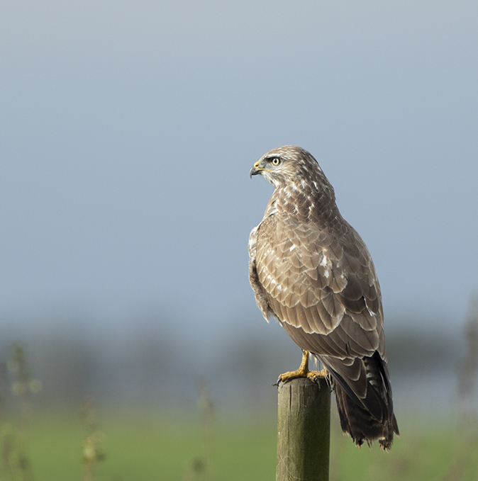 Buizerd221019C