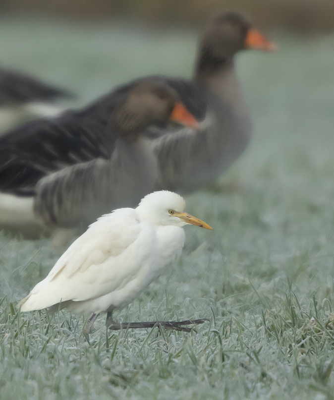 Koereiger291219A