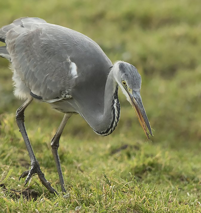 Blauwereiger080120