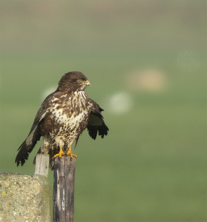 Buizerd160120