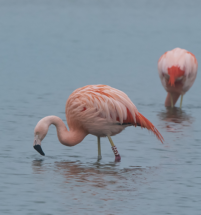 Chileenseflamingo_ZV53_220120