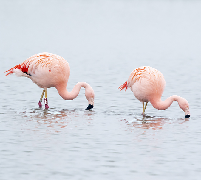 Chileenseflamingos220120