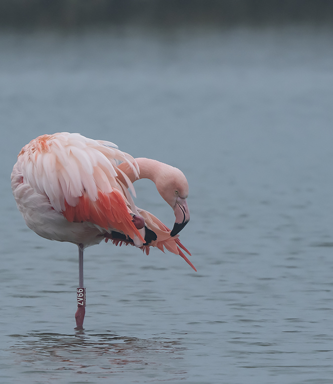 Flamingo_ZV66_220120