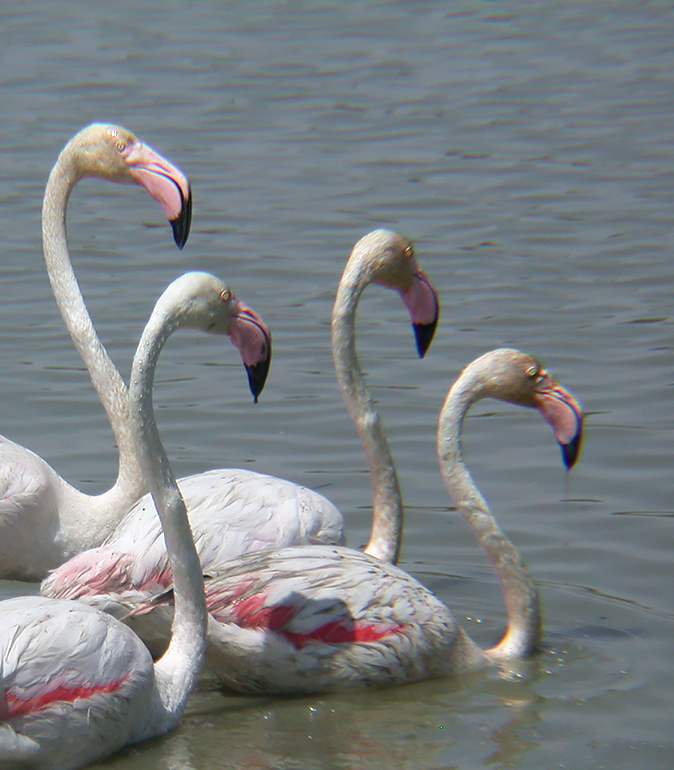 Flamingos170603