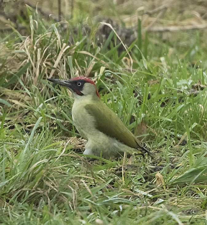 Groenespecht010120