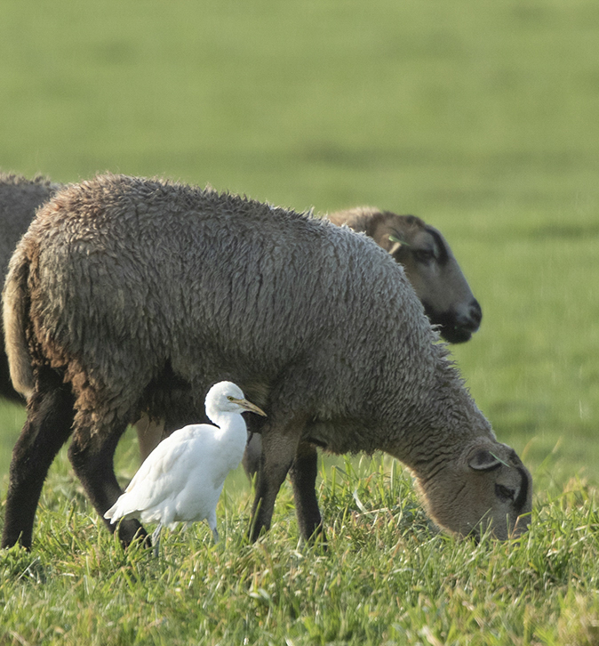 Koereiger311219